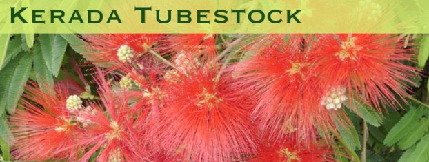 Tubestock Nursery